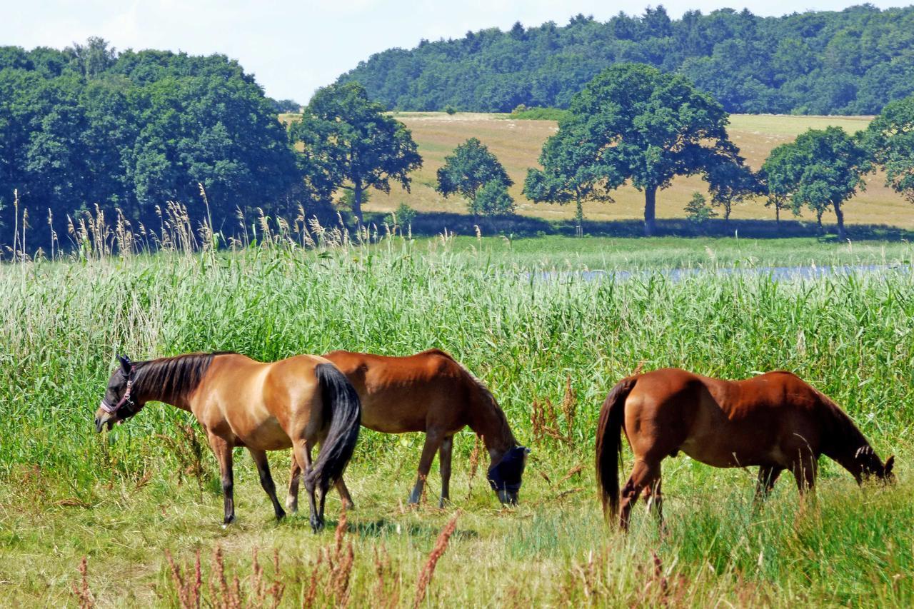 Selliner Ferienwohnungen Kültér fotó